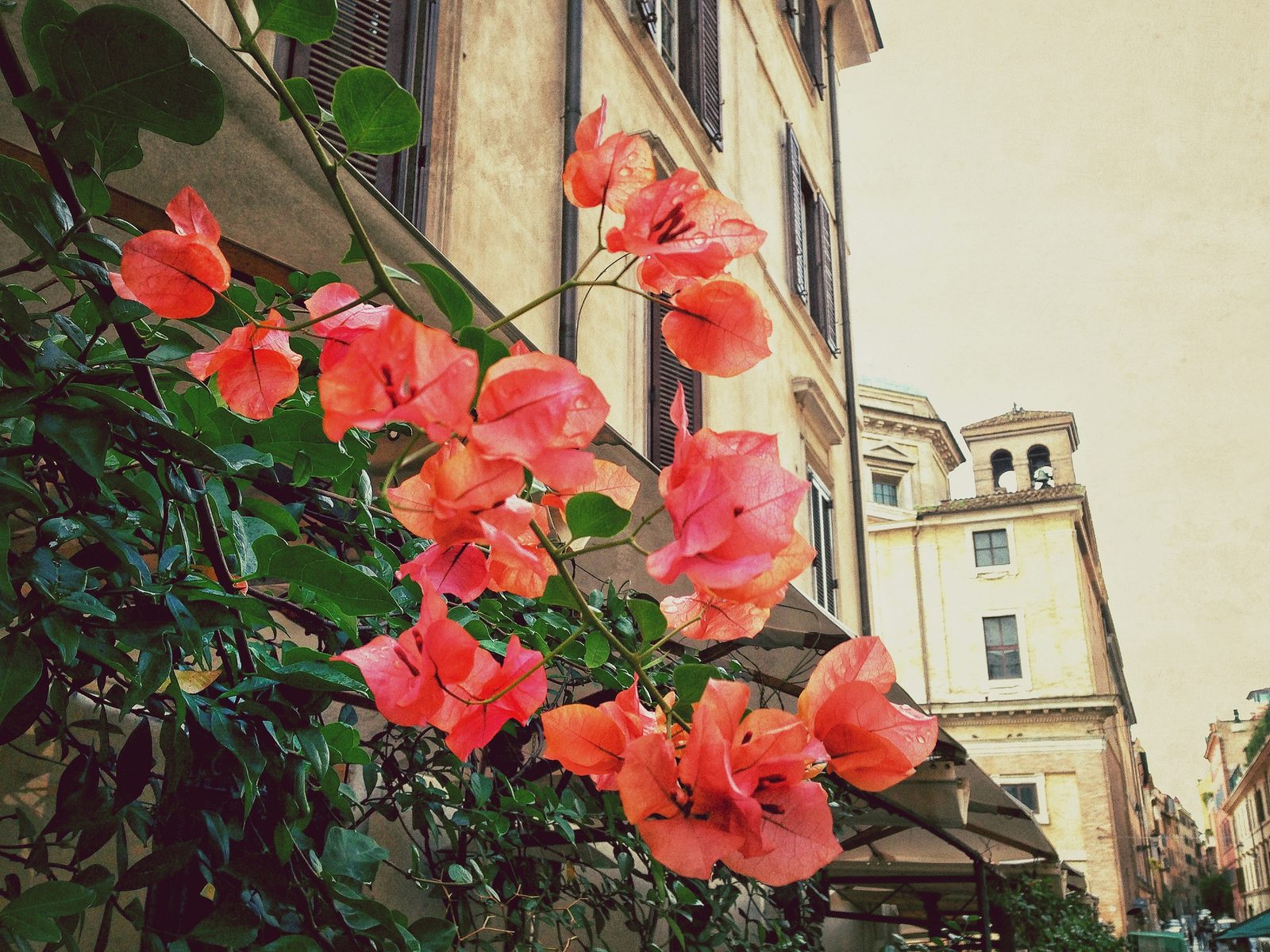 Bougainvillea on a facade in Rione Monti